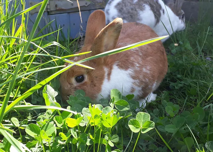 Holiday home Wahls *